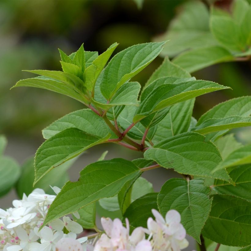 Hydrangea paniculata Limelight - Hortensia paniculé (Feuillage)