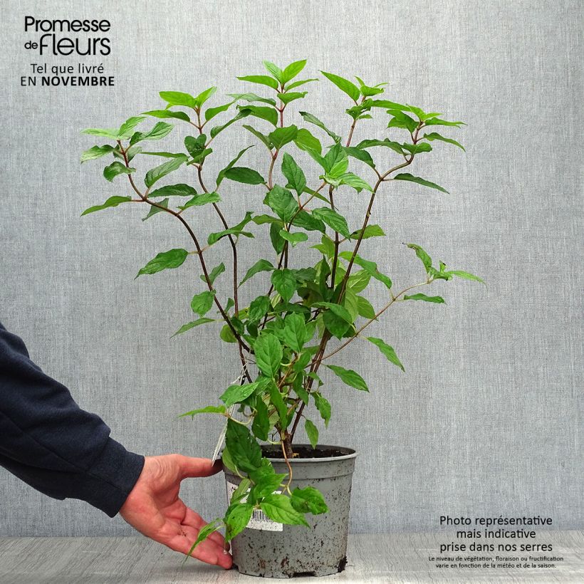 Spécimen de Hydrangea paniculata Limelight - Hortensia paniculé Pot de 3L/4L tel que livré en automne