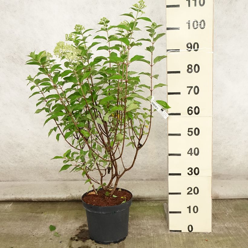 Spécimen de Hydrangea paniculata Limelight - Hortensia paniculé Pot de 6L/7L tel que livré en été
