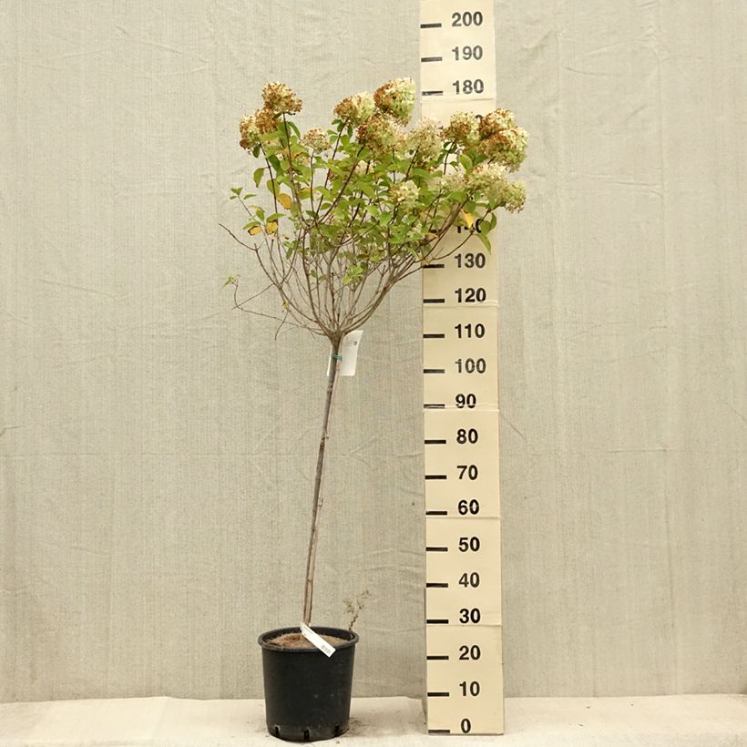 Spécimen de Hydrangea paniculata Limelight - Hortensia paniculé Pot de 12L/15L, Tige de 90 cm tel que livré en été