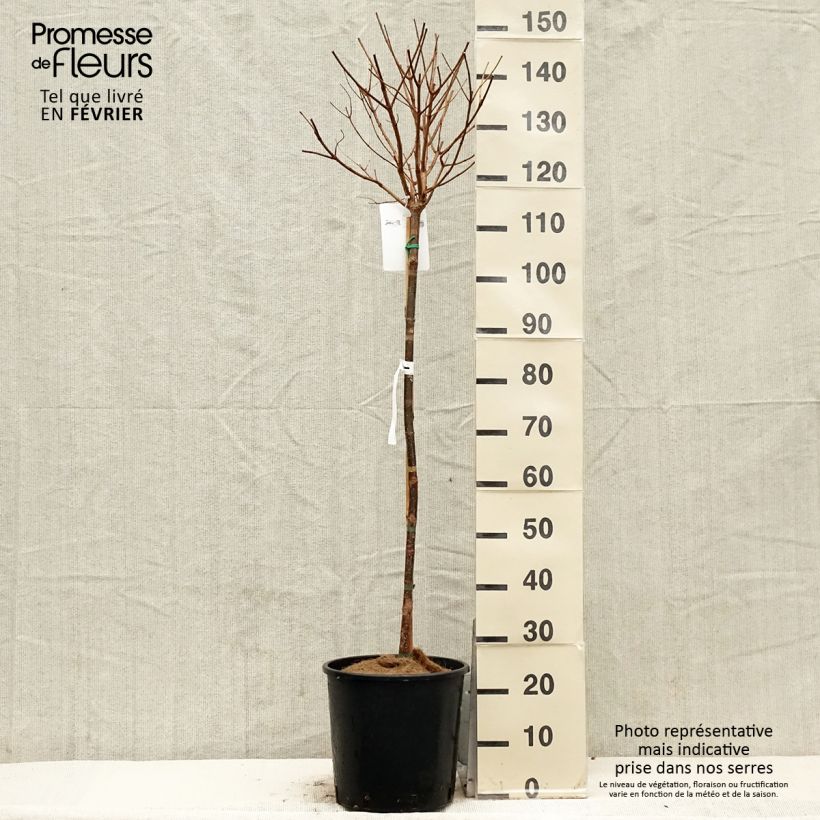 Spécimen de Hydrangea paniculata Limelight - Hortensia paniculé tel que livré en hiver