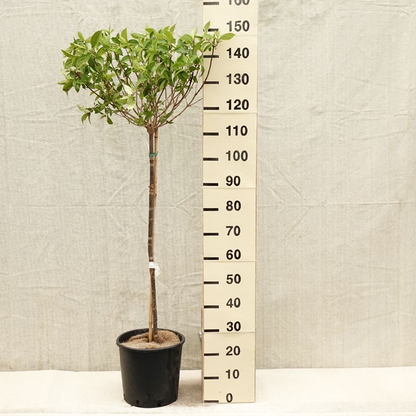 Spécimen de Hydrangea paniculata Limelight - Hortensia paniculé Pot de 12L/15L, Tige de 90 cmHauteur livrée env. 90/+cm tel que livré au printemps