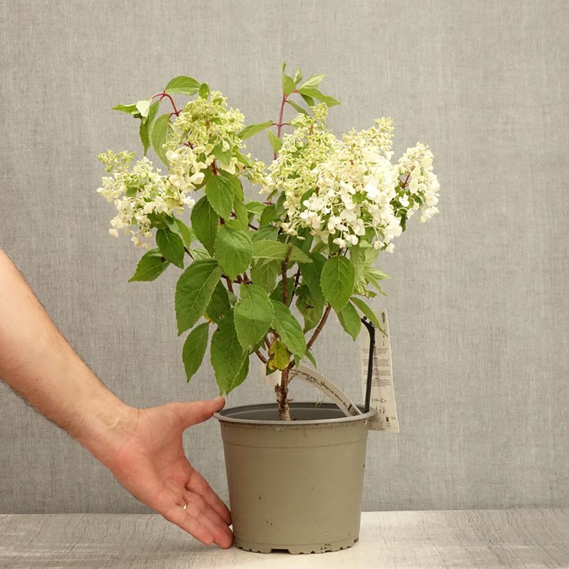 Spécimen de Hydrangea paniculata Magical Mont Blanc - Hortensia paniculé Pot de 3L/4L tel que livré en été