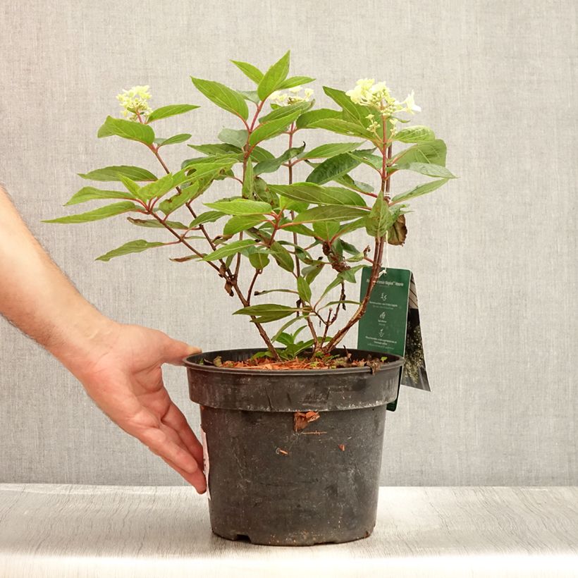 Spécimen de Hydrangea paniculata Magical Vesuvio - Hortensia paniculé Pot de 4L/5L tel que livré en été