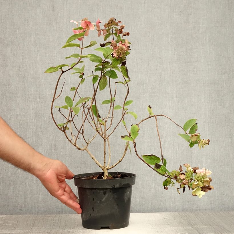 Spécimen de Hydrangea paniculata Mega Mindy - Hortensia paniculé Pot de 2L/3L tel que livré en été