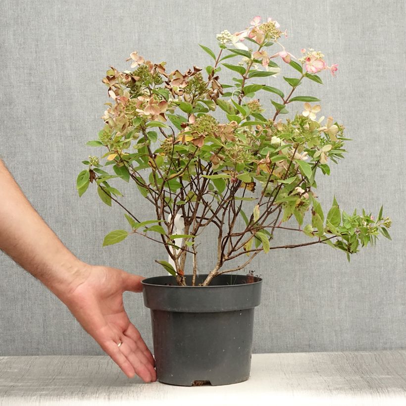 Spécimen de Hydrangea paniculata Pastelgreen - Hortensia paniculé Pot de 3L/4L tel que livré en été
