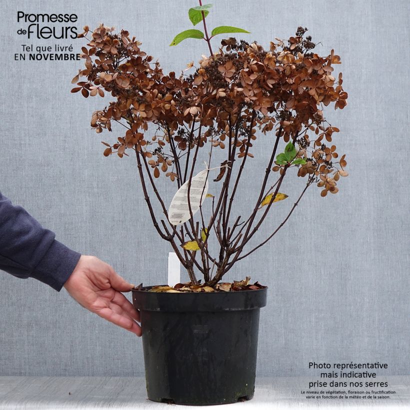 Spécimen de Hydrangea paniculata Pastelgreen - Hortensia paniculé Pot de 7,5L/10L tel que livré en automne