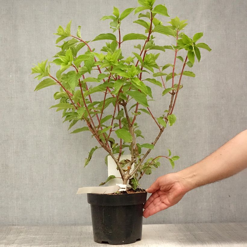Spécimen de Hydrangea paniculata Phantom - Hortensia paniculé Pot de 2L/3L tel que livré en été