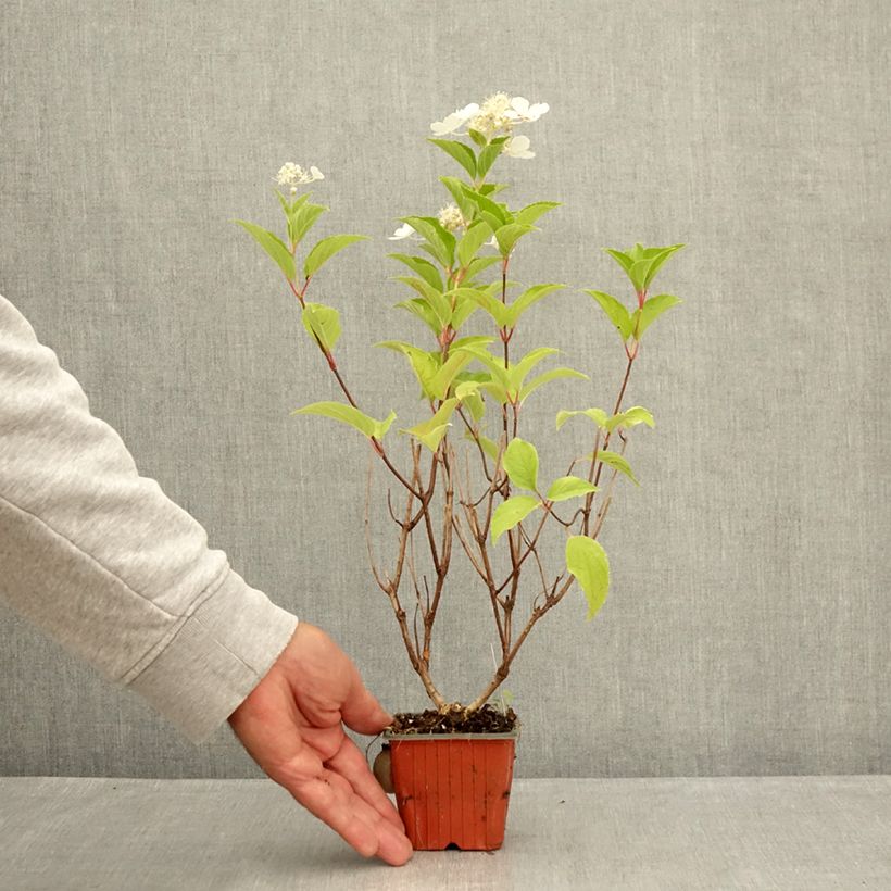 Spécimen de Hortensia - Hydrangea paniculata Pink Diamond Godet de 8/9 cm tel que livré en été