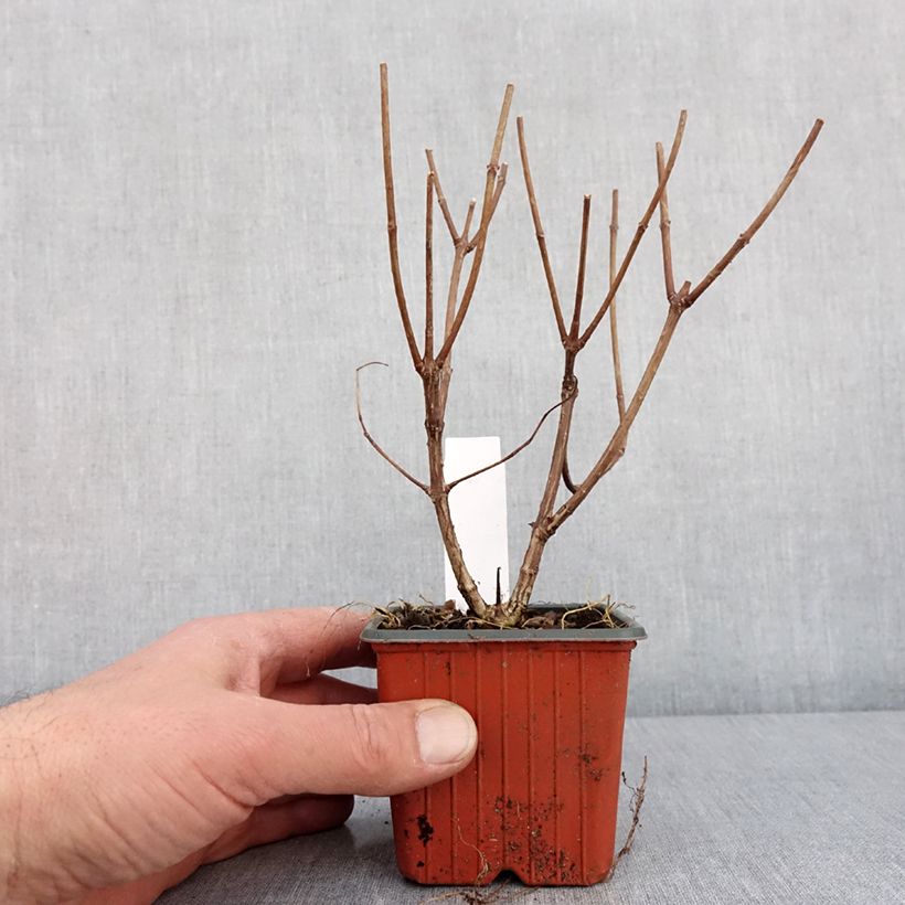 Spécimen de Hortensia - Hydrangea paniculata Pink Diamond - Godet de 8/9 cm tel que livré en hiver