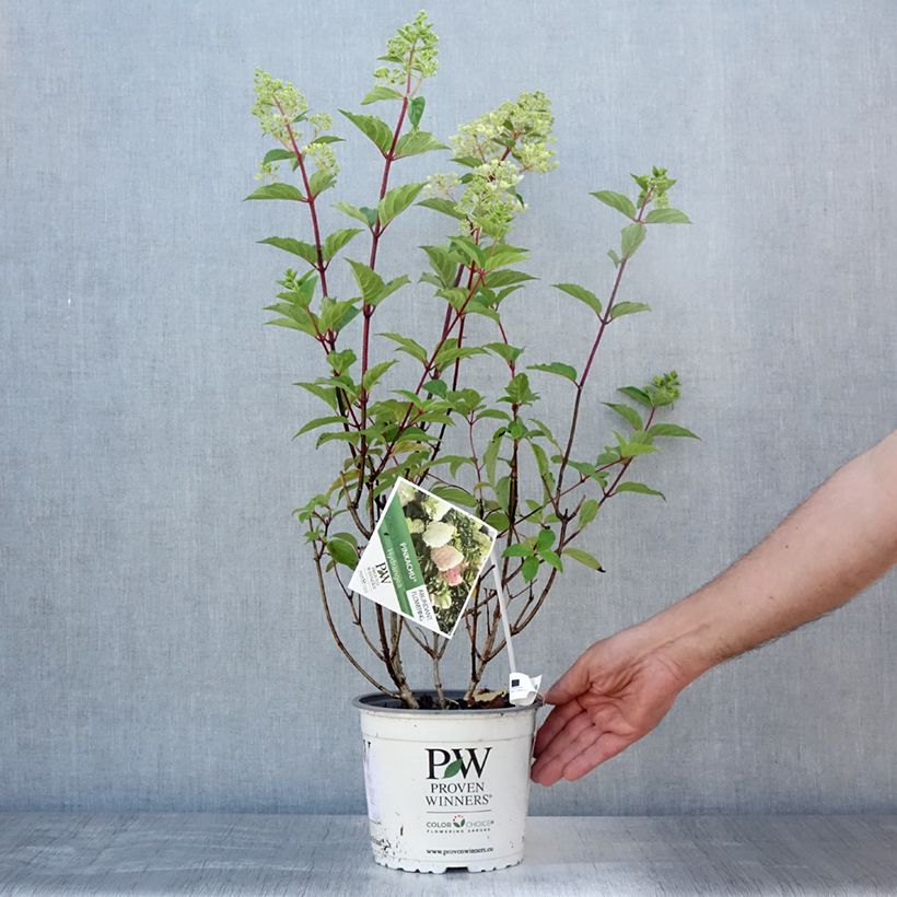 Spécimen de Hydrangea paniculata Pinkachu - Hortensia paniculé Pot de 3L/4L tel que livré en été