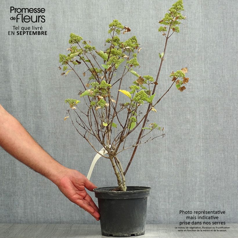 Spécimen de Hydrangea paniculata Prim White - Hortensia paniculé Pot de 2L/3L tel que livré en été