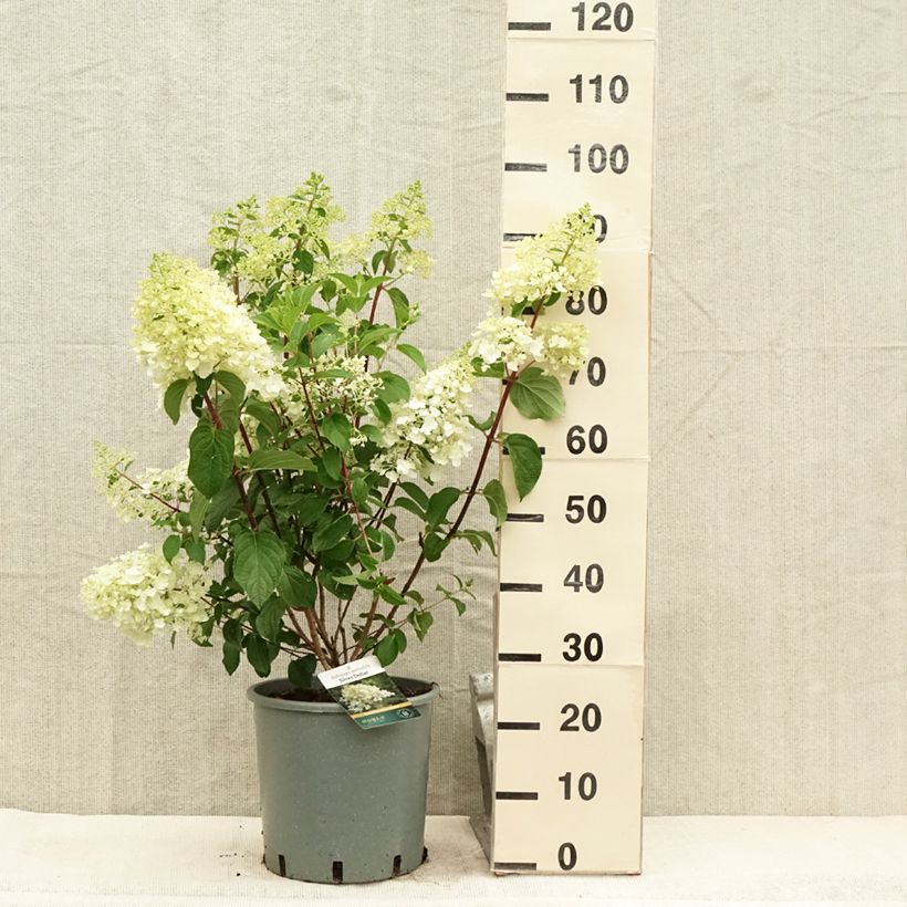 Spécimen de Hydrangea paniculata Silver Dollar - Hortensia paniculé Pot de 7,5L/10L tel que livré en été