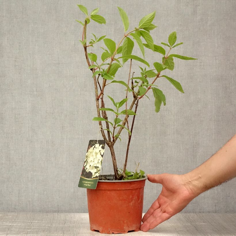 Spécimen de Hortensia - Hydrangea paniculata White Moth Pot de 2L/3L tel que livré en été