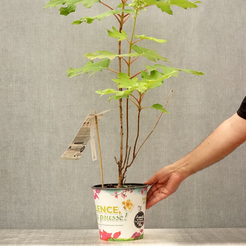 Spécimen de Hydrangea quercifolia Applause - Hortensia à feuilles de chêne Pot de 4L/5L tel que livré en été