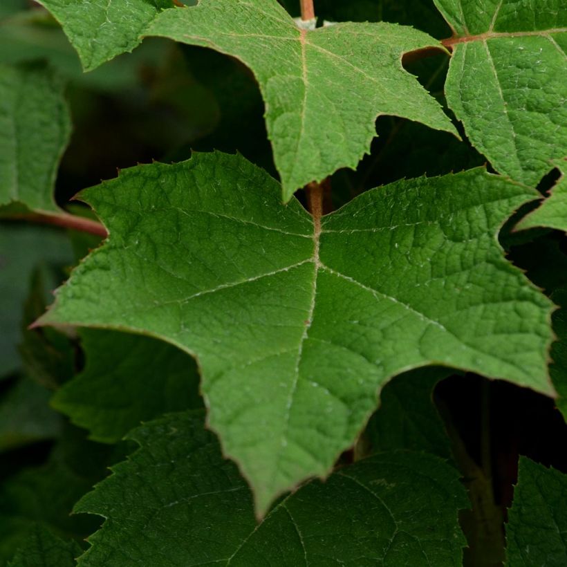 Hydrangea quercifolia Harmony - Hortensia à feuilles de chêne (Feuillage)