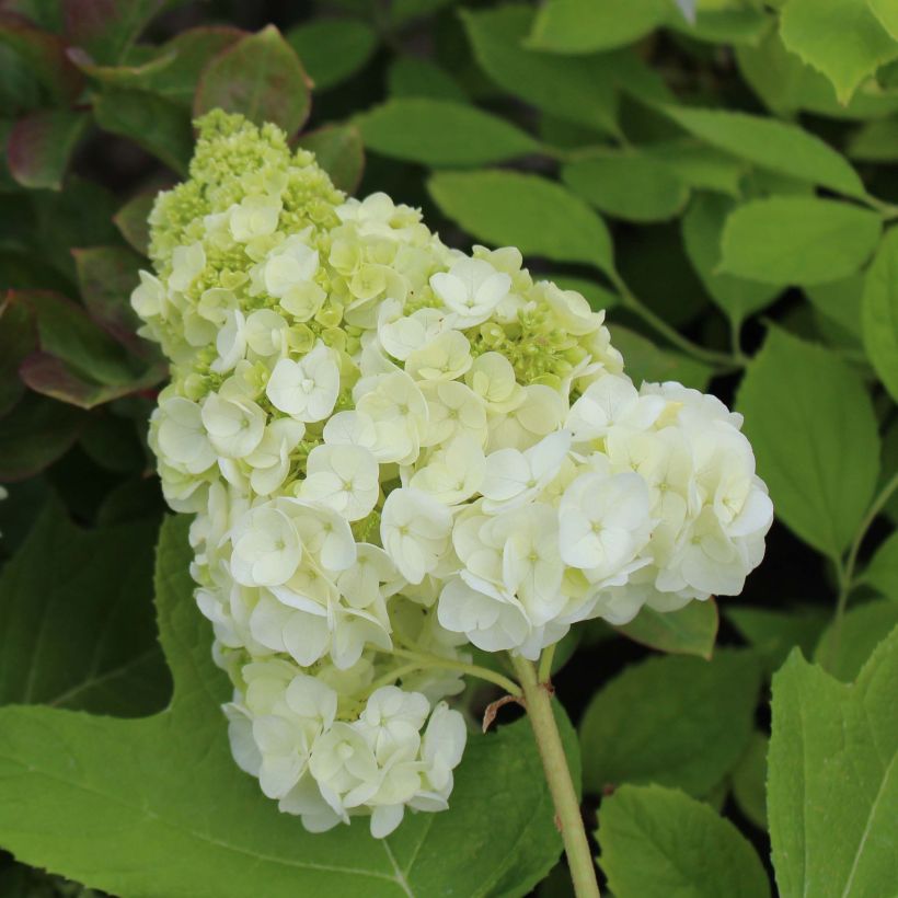 Hydrangea quercifolia Harmony - Hortensia à feuilles de chêne (Floraison)