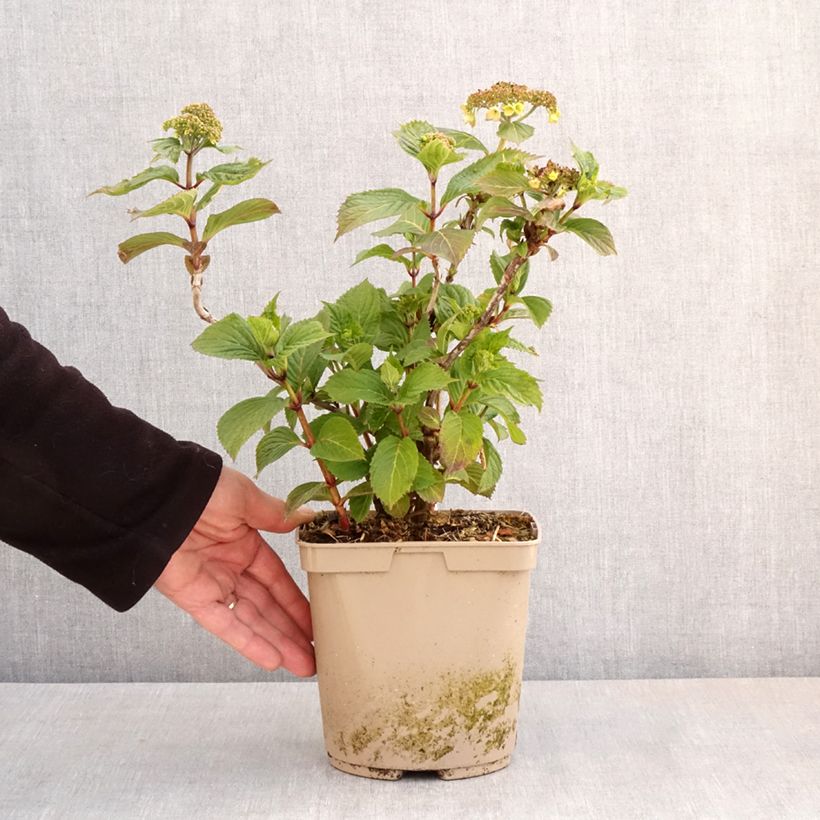 Spécimen de Hortensia - Hydrangea serrata Bleuet - Pot de 3L/4L tel que livré au printemps