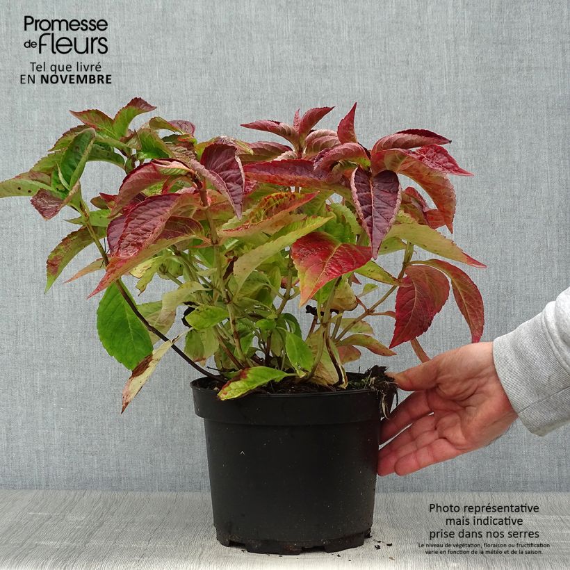 Spécimen de Hortensia - Hydrangea serrata Blue Bird Pot de 3L/4L tel que livré en automne