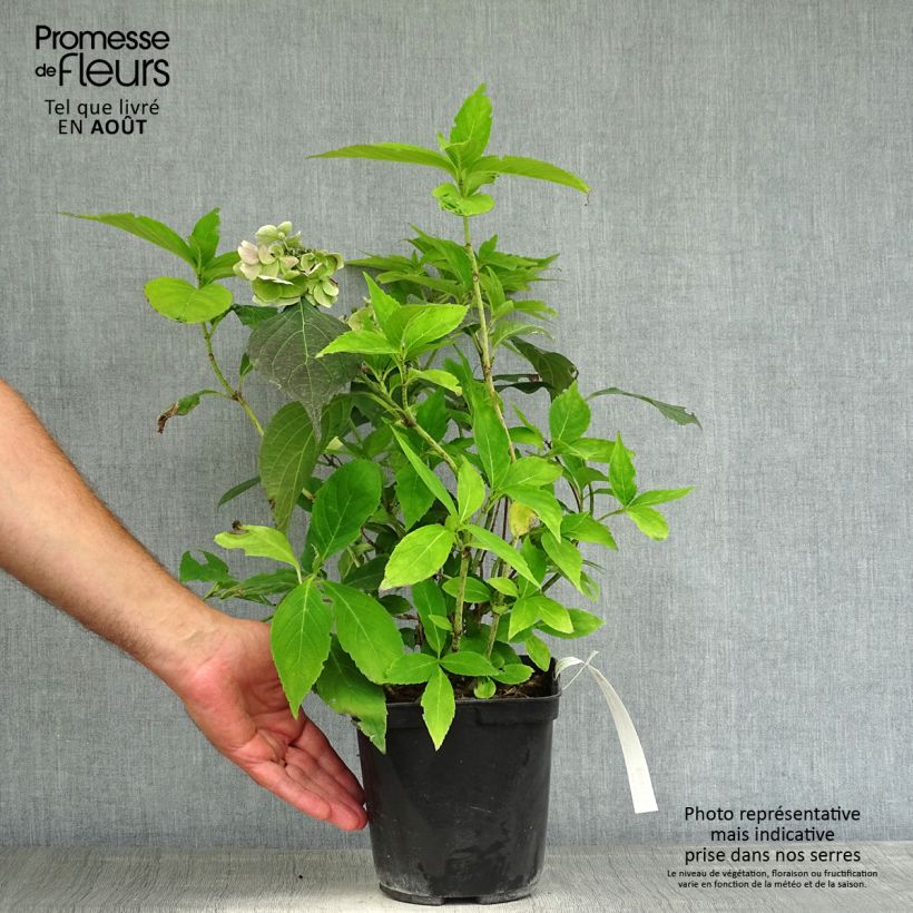 Spécimen de Hortensia - Hydrangea serrata Blue Deckle Pot de 2L/3L tel que livré en été