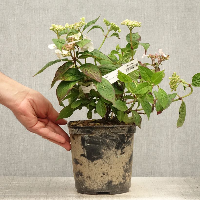Spécimen de Hortensia - Hydrangea serrata Cap Sizun Pot de 2L/3L tel que livré en été