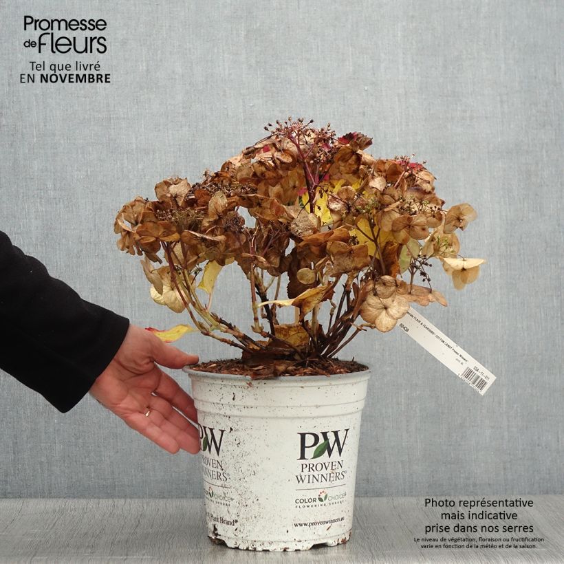 Spécimen de Hortensia - Hydrangea serrata Cotton Candy Pot de 4L/5L tel que livré en automne