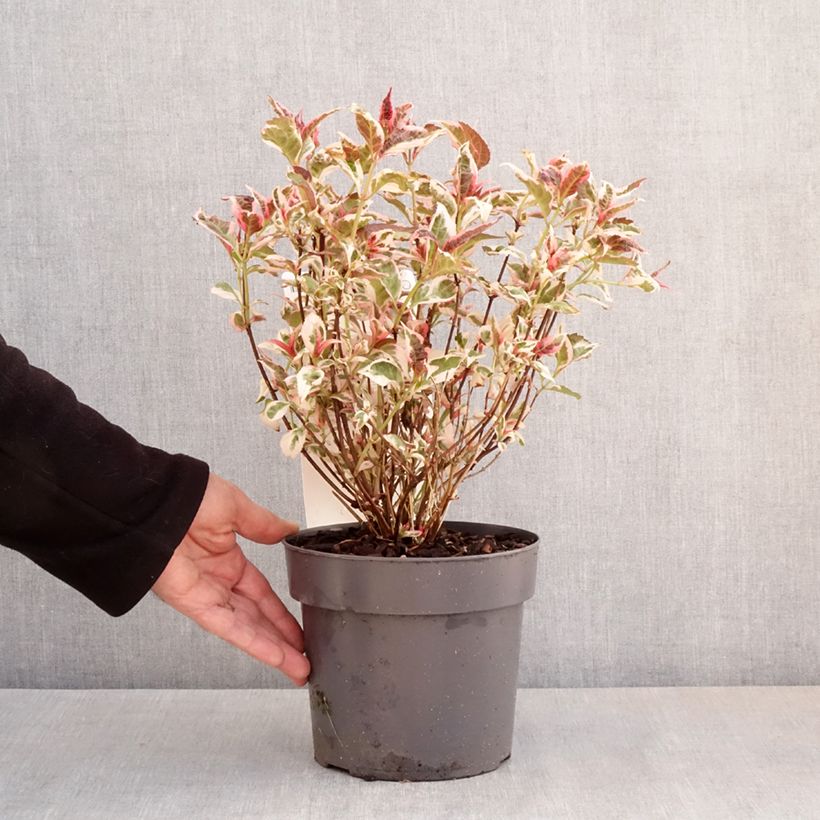 Spécimen de Hortensia - Hydrangea serrata Euphoria Pink - Pot de 3L/4L tel que livré au printemps