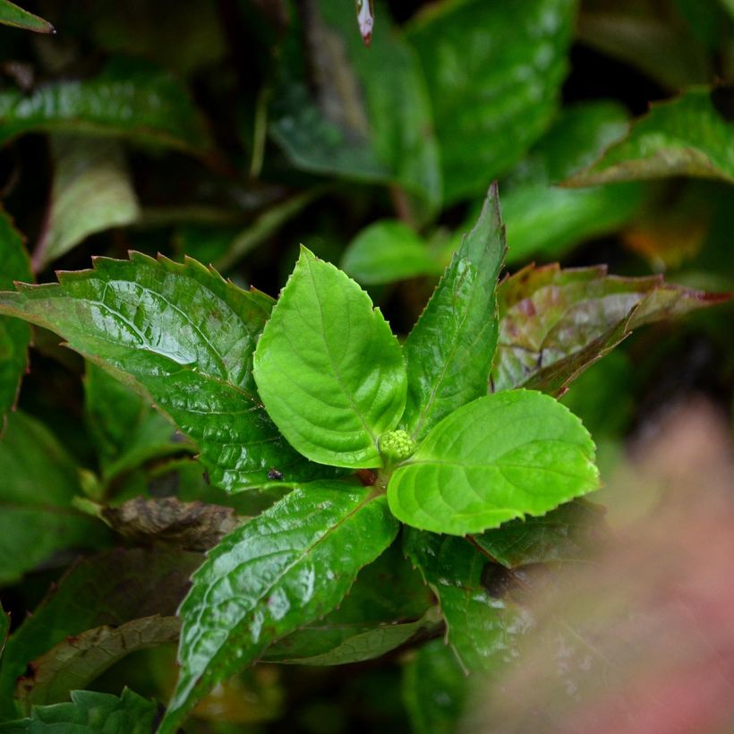 Hortensia - Hydrangea serrata Graciosa (Feuillage)