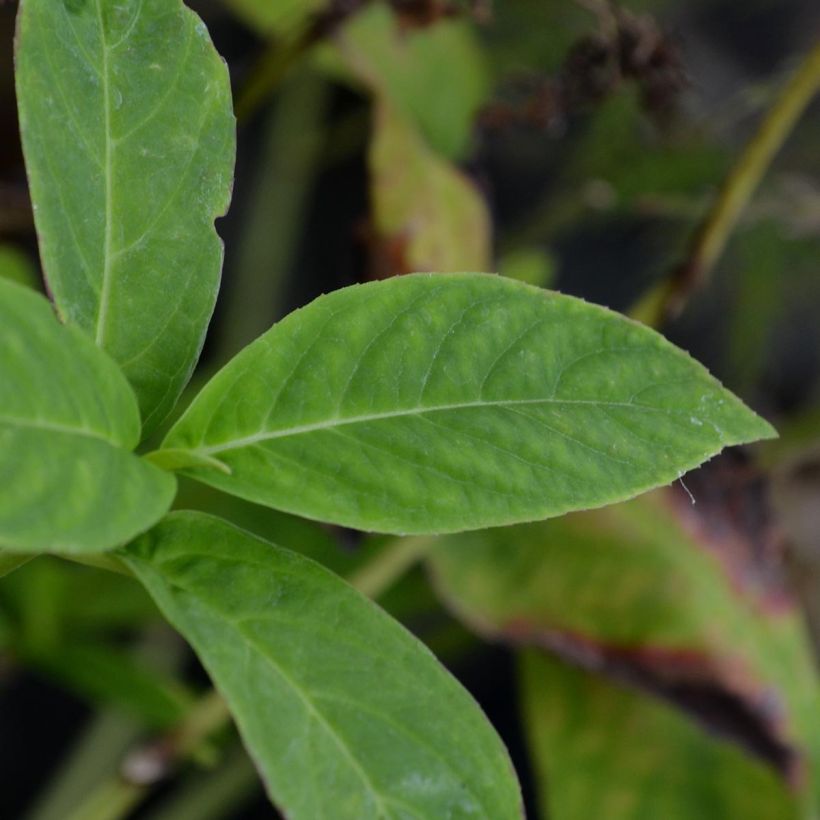 Hortensia - Hydrangea serrata Grayswood (Feuillage)