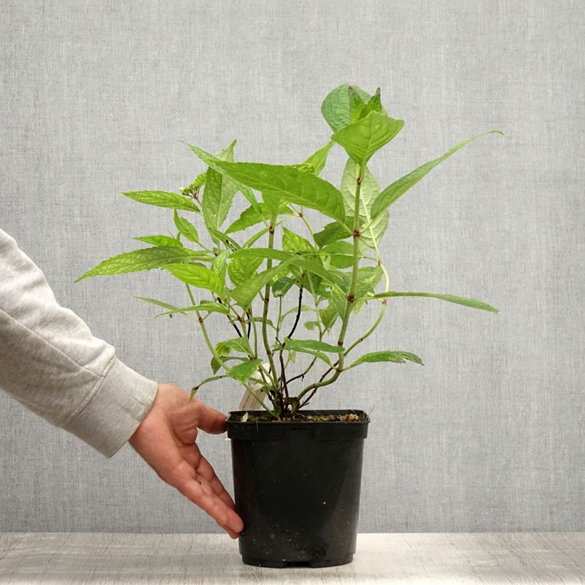 Spécimen de Hortensia - Hydrangea serrata Grayswood Pot de 2L/3L tel que livré en été