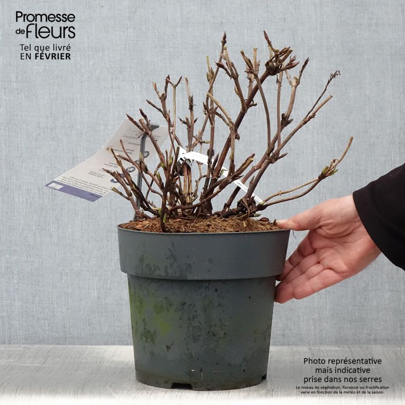Spécimen de Hortensia - Hydrangea serrata Koreana Pot de 6L/7L tel que livré en hiver