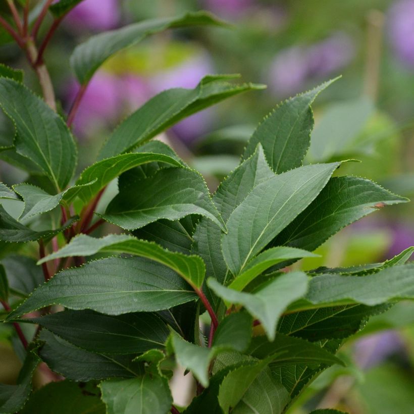 Hortensia - Hydrangea serrata Blue Bird (Feuillage)