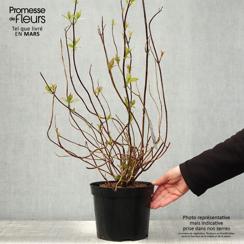 Spécimen de Hortensia - Hydrangea serrata Oamacha tel que livré au printemps