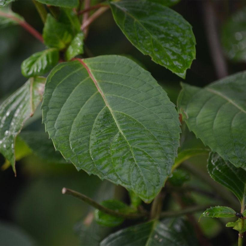 Hortensia - Hydrangea serrata Precioza (Feuillage)