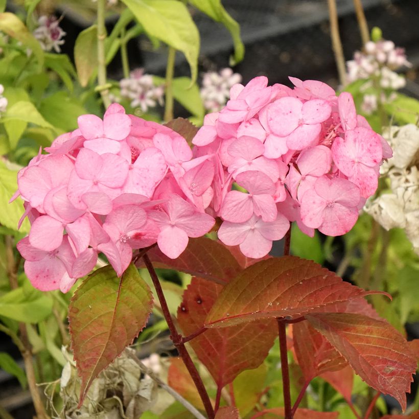 Hortensia - Hydrangea serrata Precioza (Floraison)