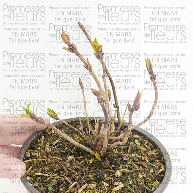 Exemple de spécimen de Hortensia - Hydrangea serrata Santiago tel que livré