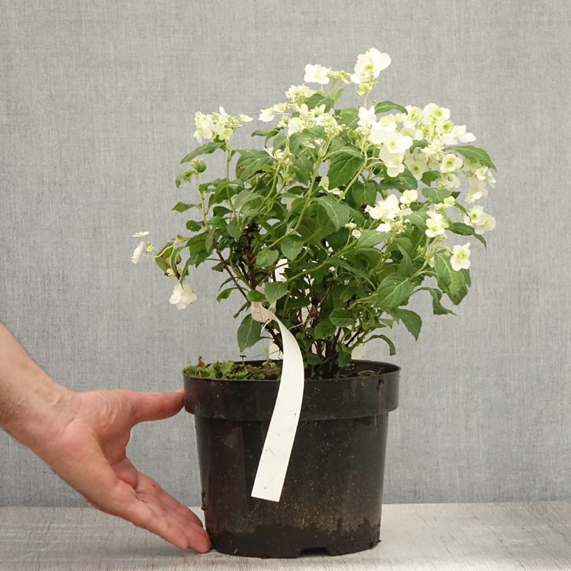 Spécimen de Hortensia - Hydrangea serrata White on White Pot de 3L/4L tel que livré en été