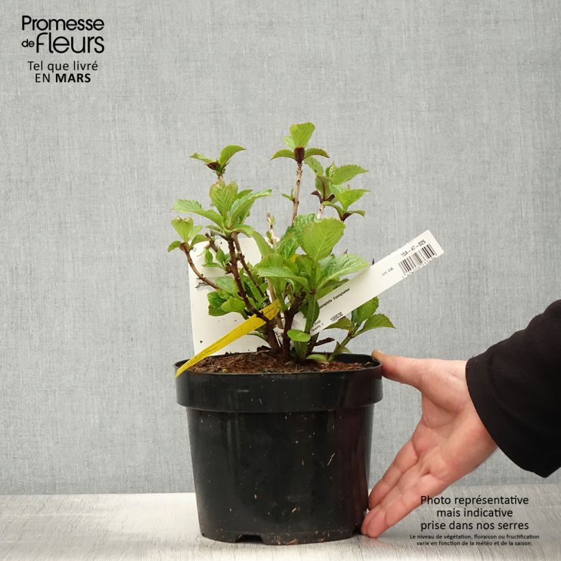 Spécimen de Hortensia macrophylla Alpenglühen en pot de 2L/3L tel que livré au printemps