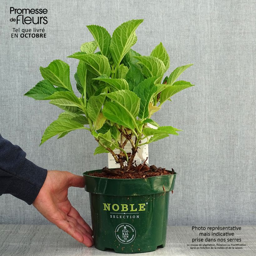 Spécimen de Hortensia macrophylla Belle Séduction Pot de 3L/4L tel que livré en automne