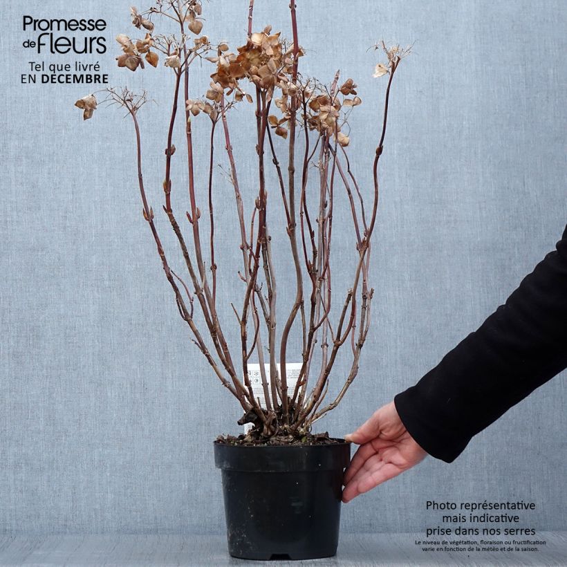Spécimen de Hortensia macrophylla Cloudi Pot de 3L/4L tel que livré en automne