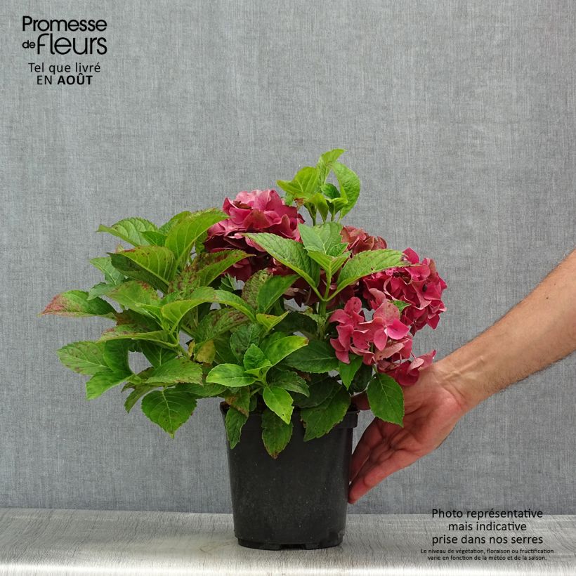 Spécimen de Hortensia macrophylla Eughen Hahn Pot de 2L/3L tel que livré en été