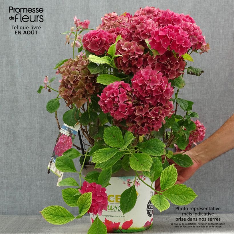 Spécimen de Hortensia macrophylla Eughen Hahn Pot de 7,5L/10L tel que livré en été