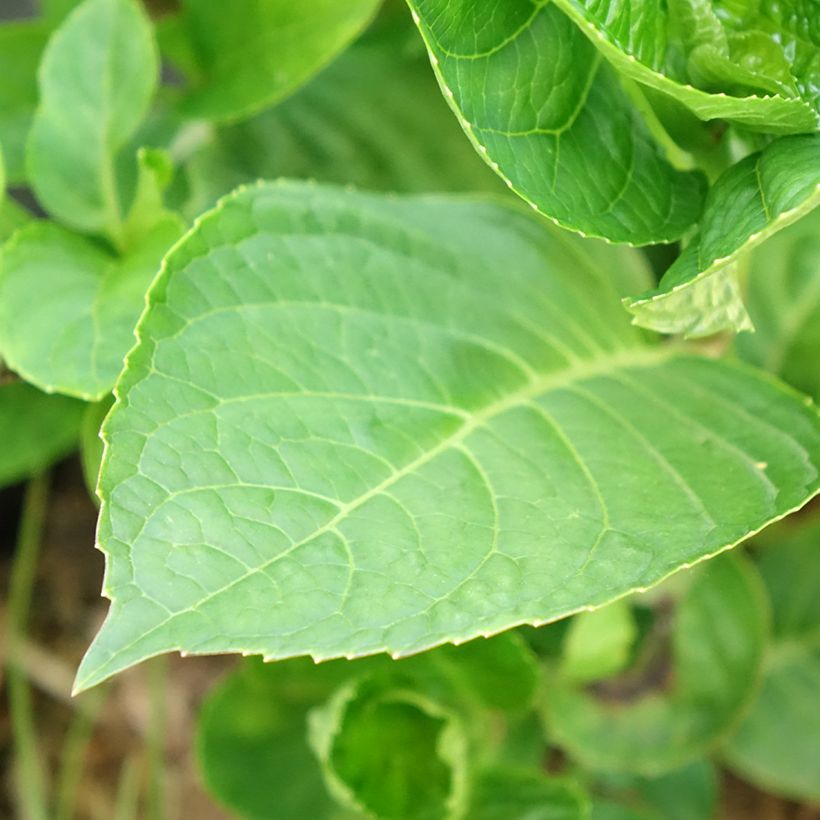 Hortensia macrophylla King George V (Floraison)