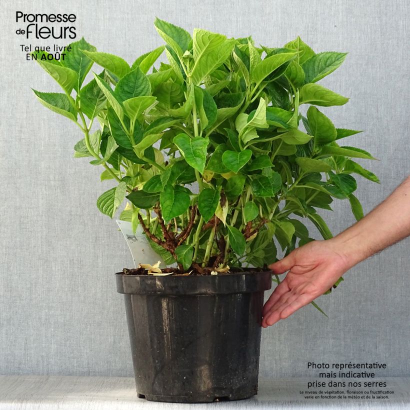 Spécimen de Hortensia macrophylla King George V Pot de 7,5L/10L tel que livré en été