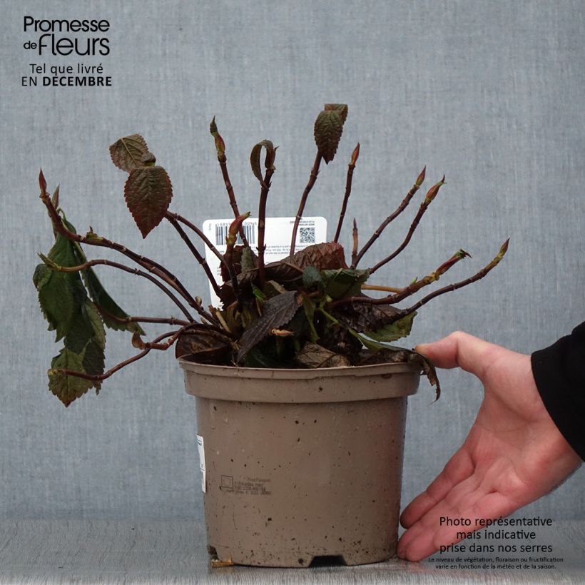 Spécimen de Hortensia macrophylla Lanarth White Pot de 2L/3L tel que livré en automne