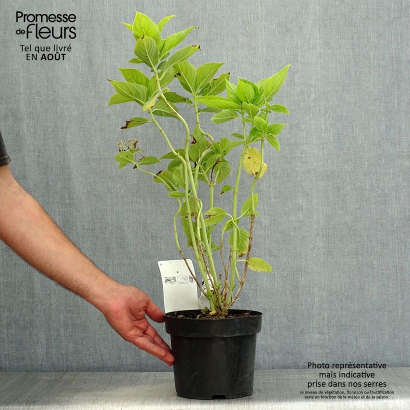 Spécimen de Hortensia macrophylla Lanarth White Pot de 2L/3L tel que livré en été