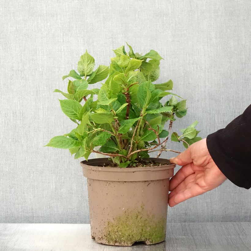 Spécimen de Hortensia macrophylla Lanarth White en pot de 2L/3L tel que livré au printemps
