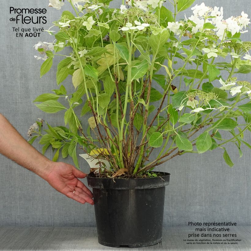 Spécimen de Hortensia macrophylla Lanarth White Pot de 7,5L/10L tel que livré en été