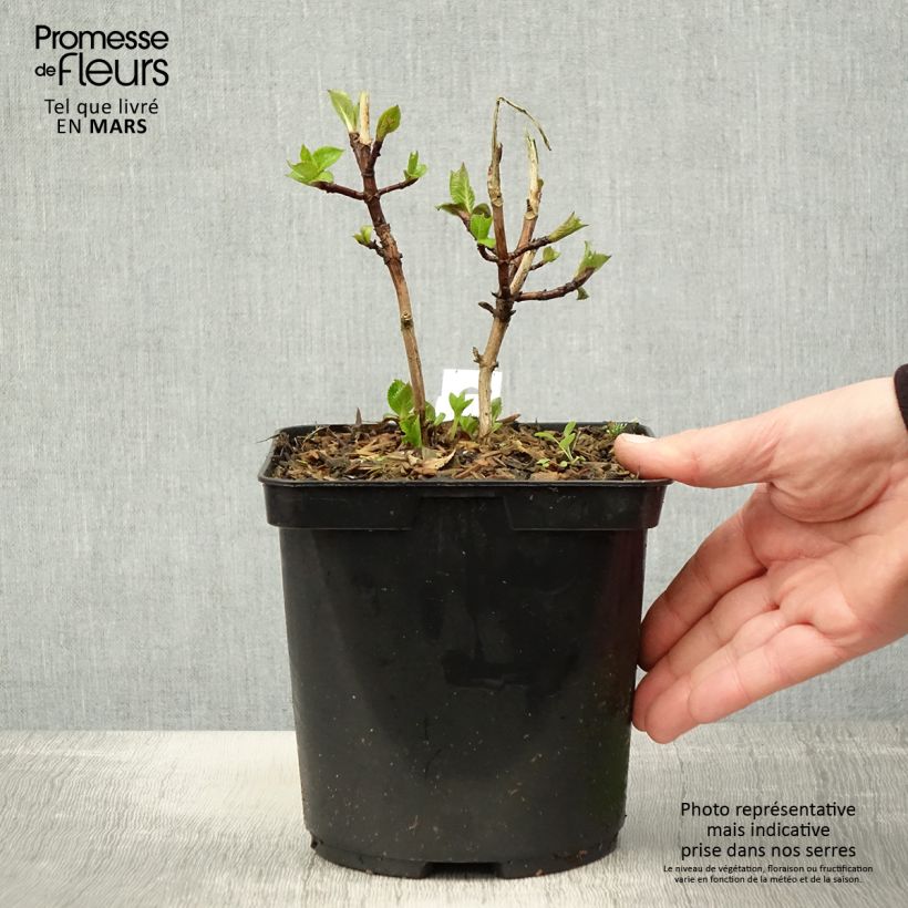 Spécimen de Hortensia macrophylla Madame Plumecoq Pot de 3L tel que livré au printemps