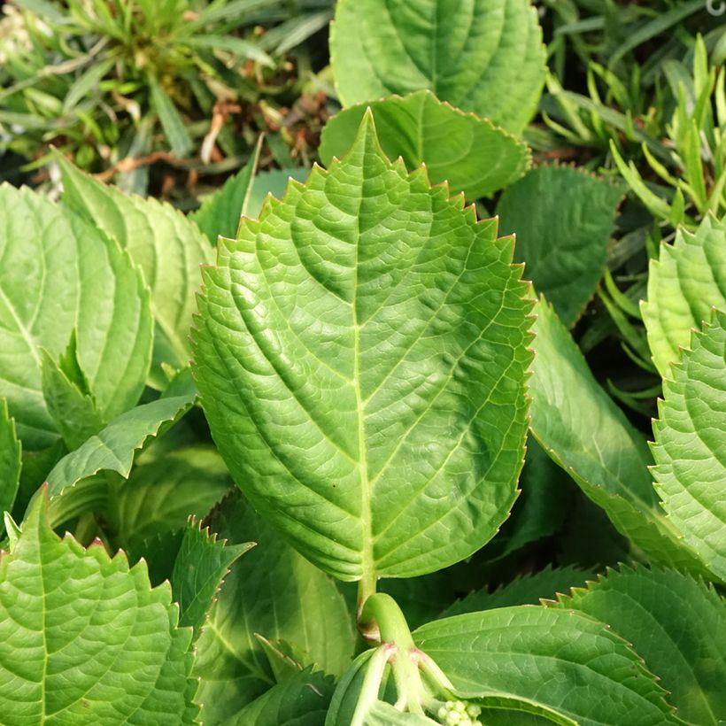 Hortensia macrophylla Madame Plumecoq (Feuillage)